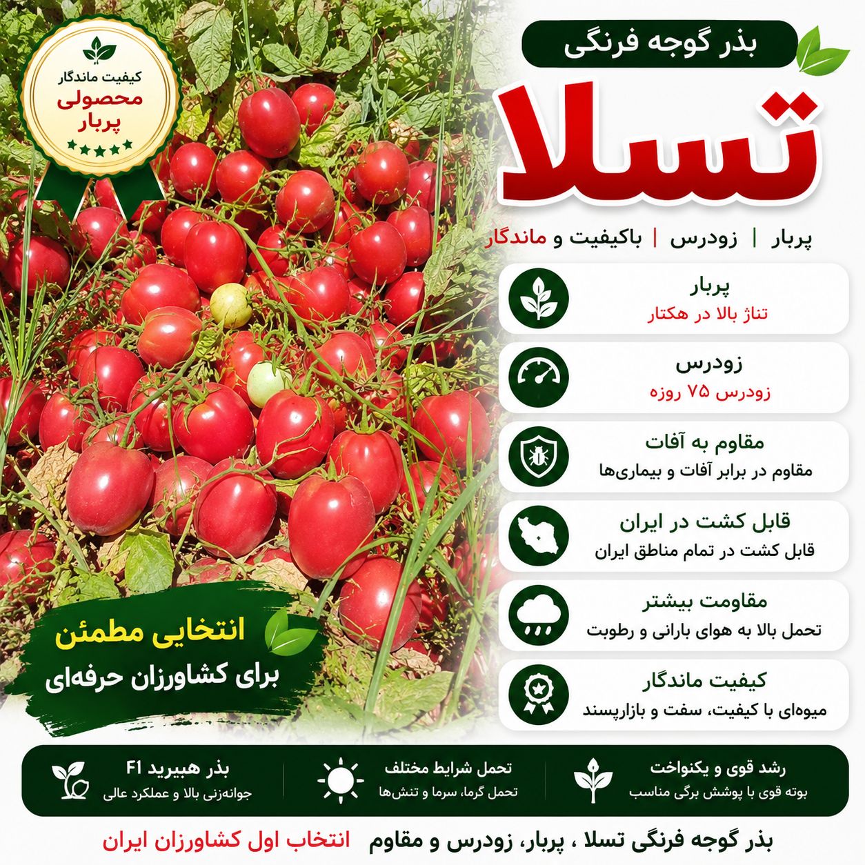 بذر گوجه فرنگی تسلا بذر گوجه فرنگی تسلا