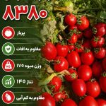 بذر گوجه فرنگی 8380