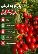 بذر گوجه 8380