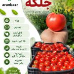 بذر گوجه فرنگی جلگه