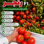 بذر گوجه فرنگی رنجر: رقمی پربار و هیبرید مناسب کشت در تمام ایران