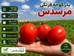 بذر گوجه فرنگی مرسدس