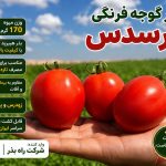 بذر گوجه فرنگی مرسدس