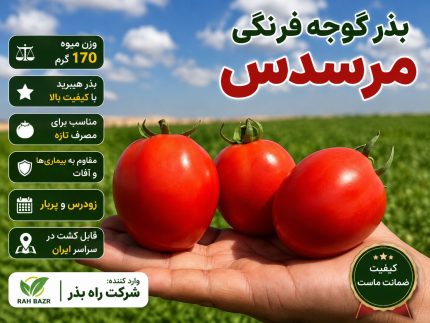 بذر گوجه فرنگی مرسدس