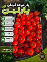بذر گوجه فرنگی پارلین - جوانه بذر