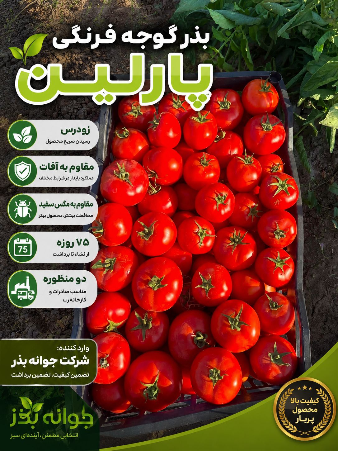 بذر گوجه فرنگی پارلین - جوانه بذر بذر گوجه فرنگی پارلین - جوانه بذر