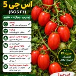بذر گوجه فرنگی اس جی 5