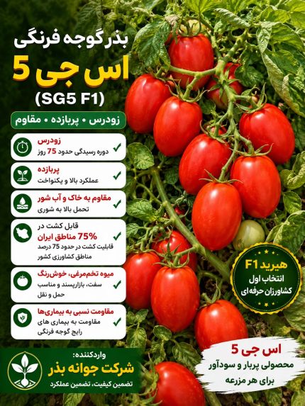 بذر گوجه فرنگی اس جی 5