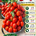 بذر گوجه فرنگی کرال