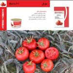 بذر گوجه فرنگی مارال