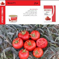بذر گوجه فرنگی مارال
