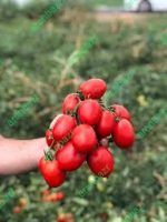 بذر گوجه فرنگی چیکو
