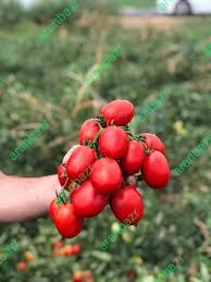 بذر گوجه فرنگی چیکو