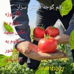 بذر گوجه فرنگی سزار