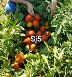 بذر گوجه فرنگی اس جی5