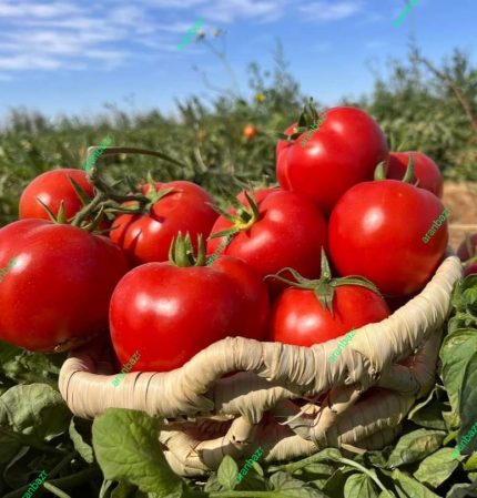 بذر گوجه فرنگی جلگه