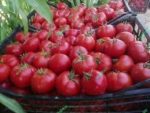 بذر گوجه فرنگی کارنیم