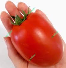 بذر گوجه فرنگی روکینا
