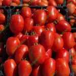 بذر گوجه فرنگی روکینا