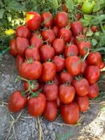 بذر گوجه فرنگی الا