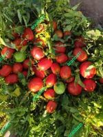 بذر گوجه فرنگی پارلین - تصویر 4