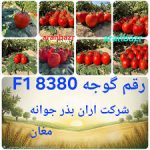 بذرگوجه 8380