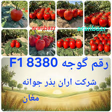 بذرگوجه 8380