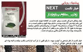 بذر خیار گلخانه نکست