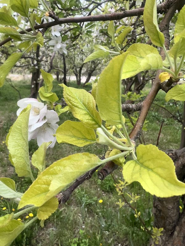 عوامل موثر بر فراهمی مولیبدن و کلر برای گیاه