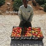 بذر گوجه فرنگی سزار