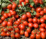 بذر گوجه فرنگی مرسدس