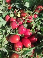 بذر گوجه فرنگی چیکو