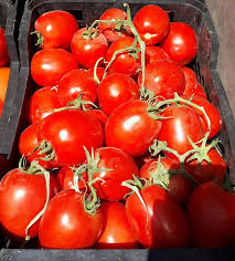 بذر گوجه فرنگی کاترین