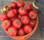 بذر گوجه فرنگی کارنیم