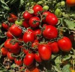 بذر گوجه فرنگی چلیک