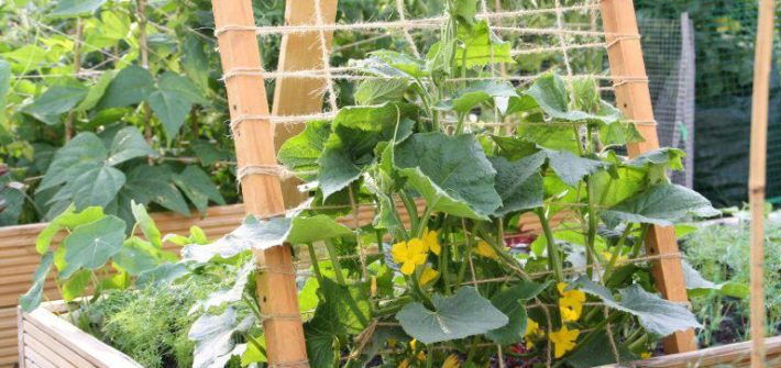 پرورش خیار در محل های کوچک