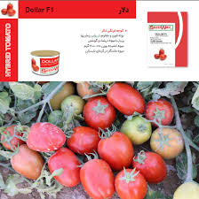 بذر گوجه فرنگی دلار