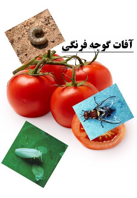 روش‌های طبیعی دفع آفات گوجه فرنگی (کنترل ارگانیک بدون سم شیمیایی)