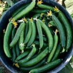 بذر خیار بومبای F1