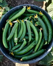 بذر خیار بومبای F1