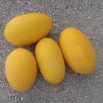 بذر خربزه راک F1