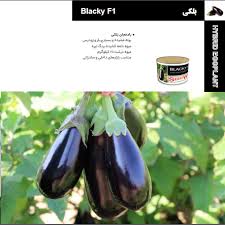 معرفی بذر بادمجان بلکی F1