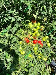 بهترین بذر گوجه فرنگی نپال هیبرید