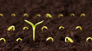 تفاوت بذر F2 (دستگیر) با بذر OP (استاندارد یا Open Pollinated)