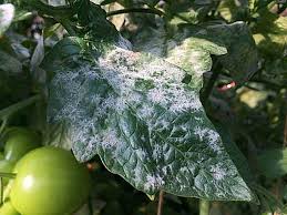 کنترل بیولوژیک سفیدک سطحی (پودری) گوجه‌فرنگی(Powdery Mildew)