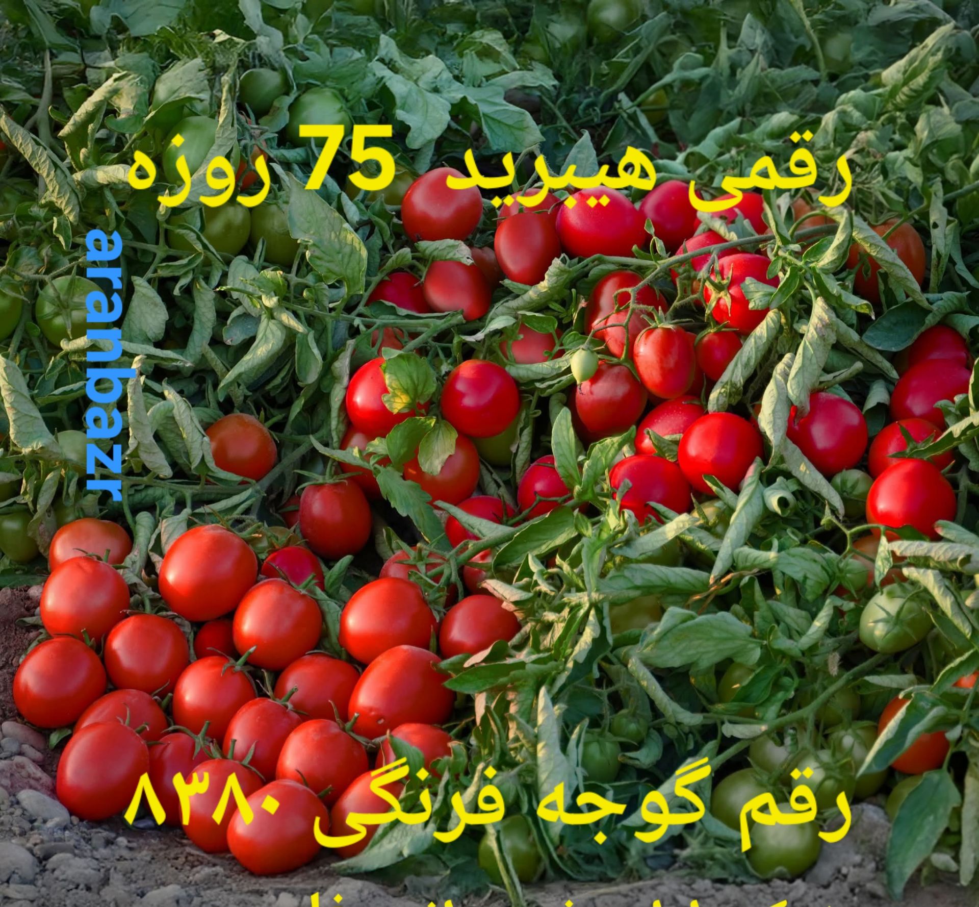 بهترین بذر گوجه فرنگی مقاوم به شوری