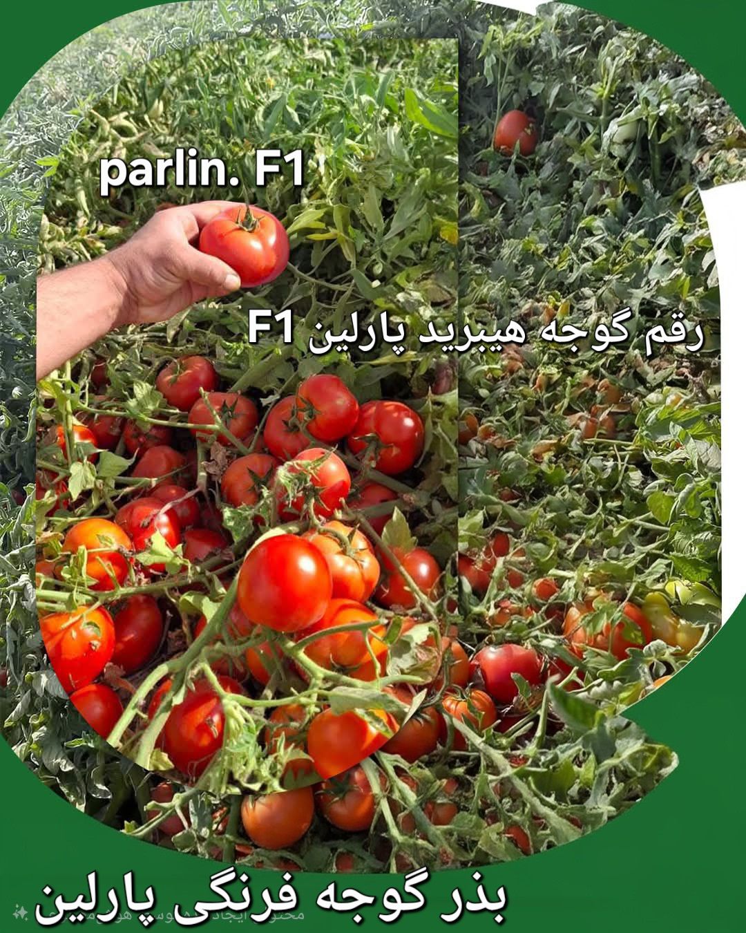 بهترین بذر گوجه هیبرید
