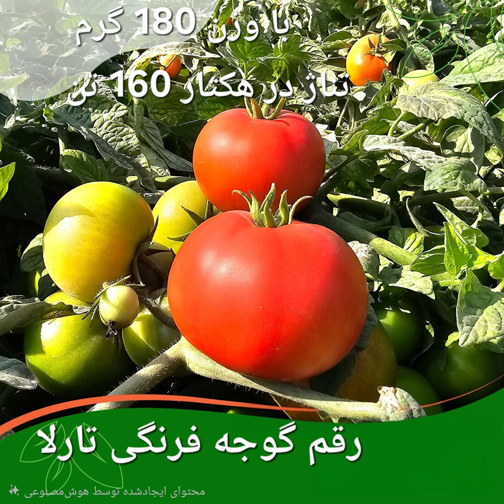 بهترین بذر گوجه فرنگی اقتصادی و پربازده؛ معرفی ارقام هیبرید مناسب سودآوری بالا
