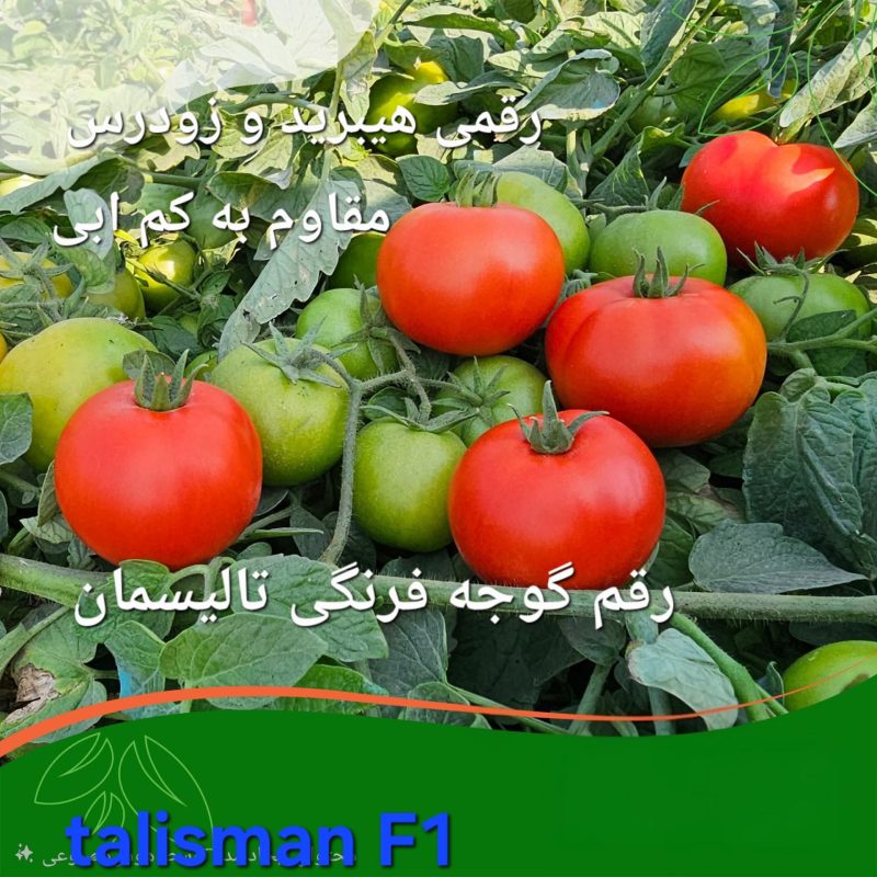 بهترین بذر گوجه فرنگی برای مناطق سردسیر