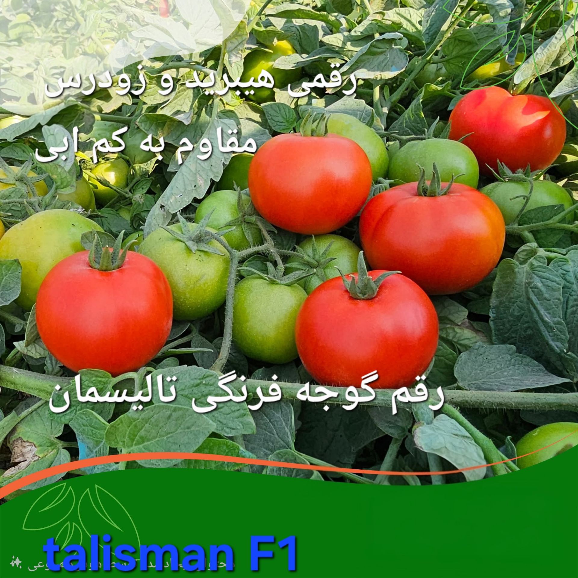 بهترین بذر گوجه فرنگی برای مناطق سردسیر